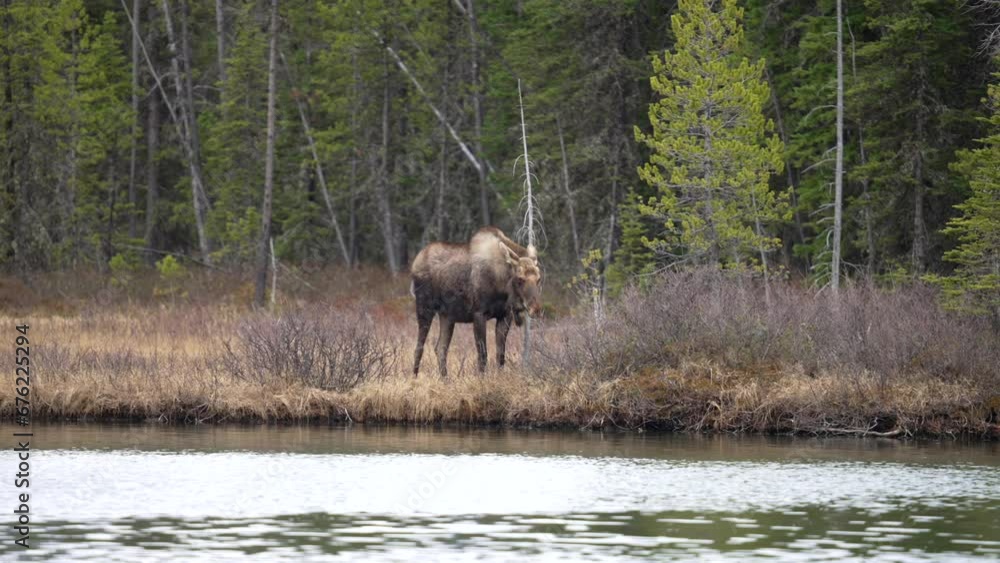 Big Bull moose at the edge of water in the canadian rockies. med. shot Big Bull moose at the edge of water in the canadian rockies. med. shot