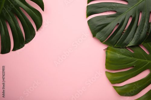 Tropical leaves Monstera on pink background. Space for text