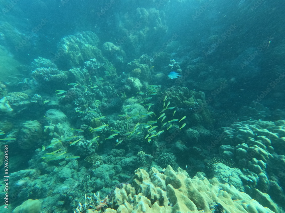 Fototapeta premium Red Sea in Egypt