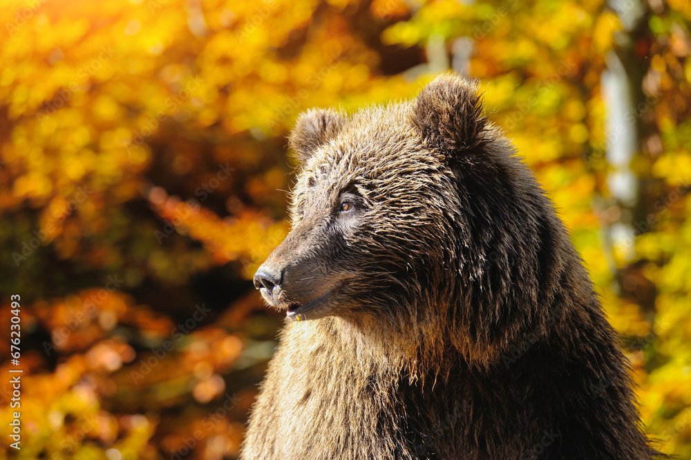 Fototapeta premium Brown bear portrait. Young european brown bear in the authumn forest