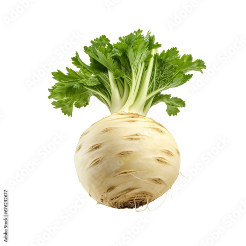 Celery root clip art photo