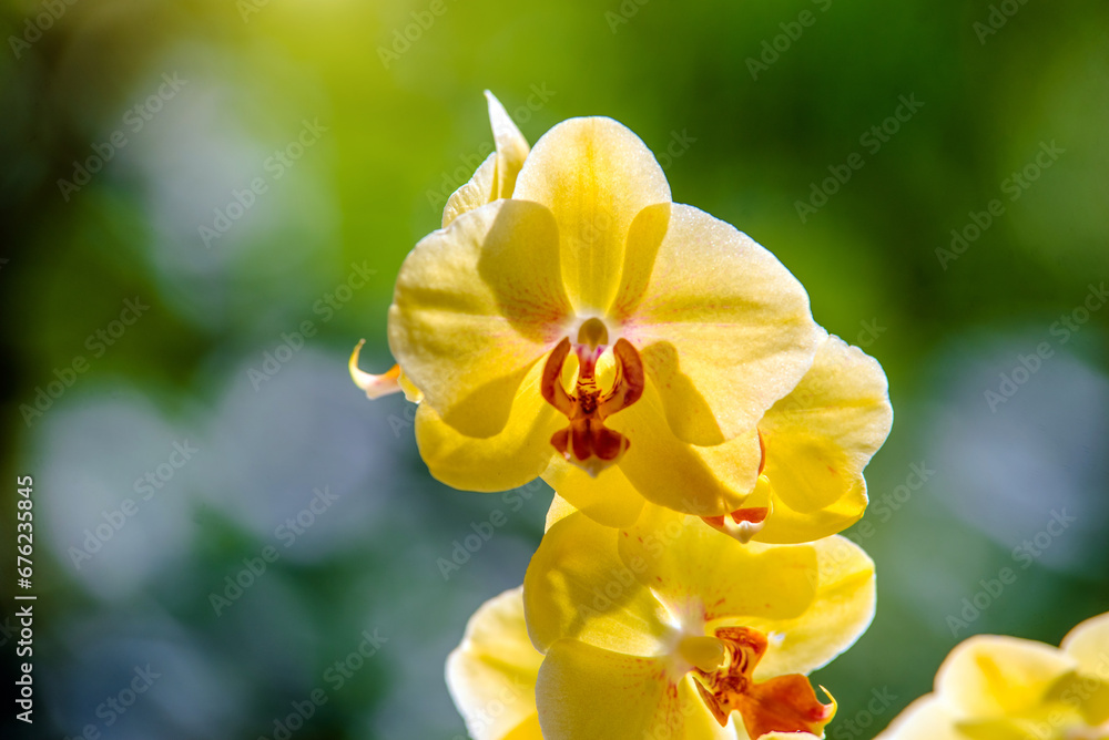 yellow Orchid branch on green natural background
yellow Orchid branch on green natural background
