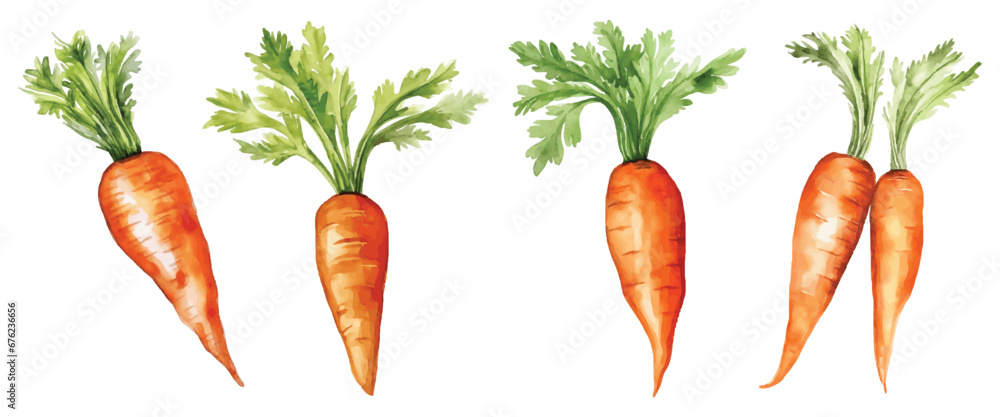 Set of Carrot Watercolor Vector Illustration - obrazy, fototapety, plakaty 