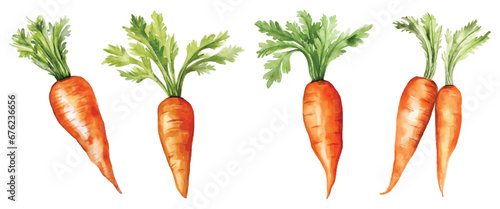 Set of Carrot Watercolor Vector Illustration