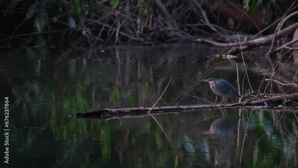 Camera zooms out revealing this evening scenario at the river of this bird hunting, Striated Heron Butorides Striata, Thailand Camera zooms out revealing this evening scenario at the river of this bird hunting, Striated Heron Butorides Striata, Thailand