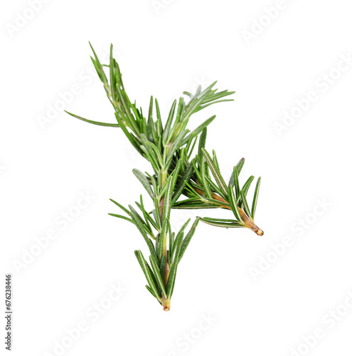 Rosemary transparent png