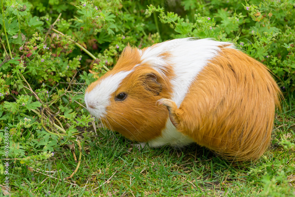 A beautiful guinea pig in the garden A beautiful guinea pig in the garden