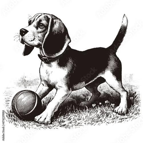 Beagle playing with a ball. Hand Drawn Engraving Pen and Ink. Vector Isolated in White. Engraving vintage style illustration for print, tattoo, t-shirt, coloring book	