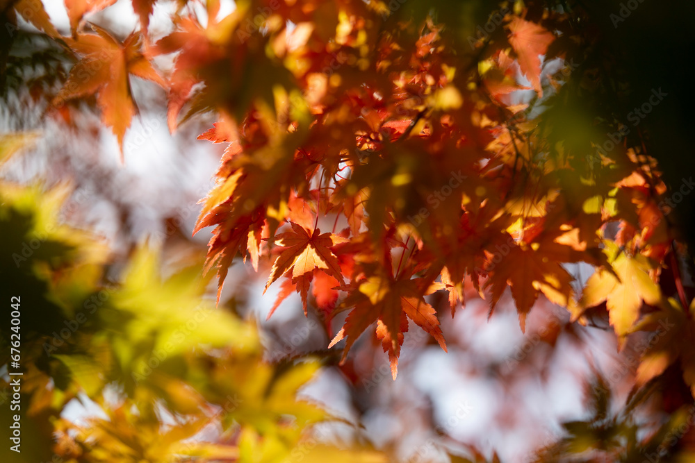 Details of the leaves of a Japanese maple during autumn with the characteristic red, yellow and brown colors of that time. Details of the leaves of a Japanese maple during autumn with the characteristic red, yellow and brown colors of that time.