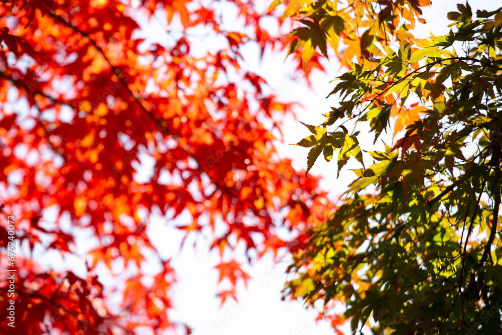 Details of the leaves of a Japanese maple during autumn with the characteristic red, yellow and brown colors of that time.