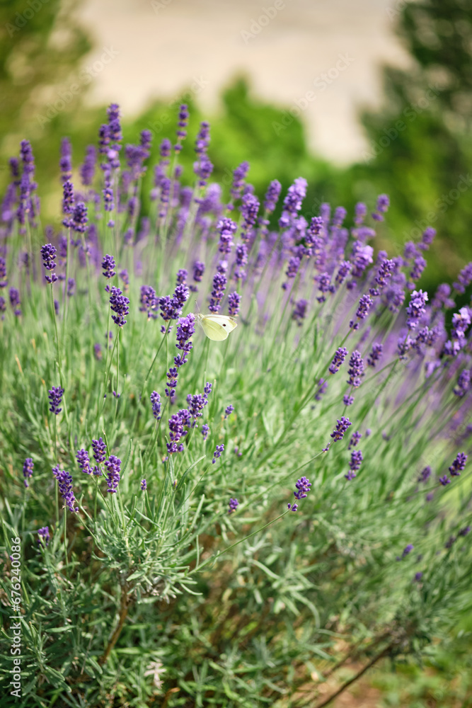 Naklejka premium lavender field in region