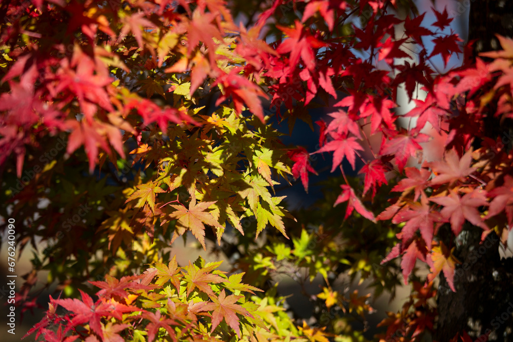 Details of the leaves of a Japanese maple during autumn with the characteristic red, yellow and brown colors of that time. Details of the leaves of a Japanese maple during autumn with the characteristic red, yellow and brown colors of that time.