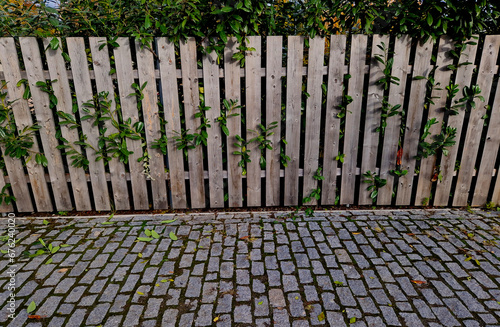 An evergreen shrub in front of a fence of light wood planks will improve the opacity of the street. twigs crawl through the boards. paved stone yard at the entrance to the garden, parking