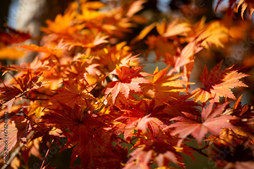 Details of the leaves of a Japanese maple during autumn with the characteristic red  yellow and brown colors of that time.