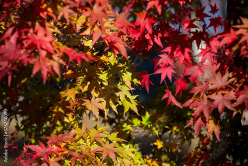Details of the leaves of a Japanese maple during autumn with the characteristic red, yellow and brown colors of that time. © Leckerstudio
