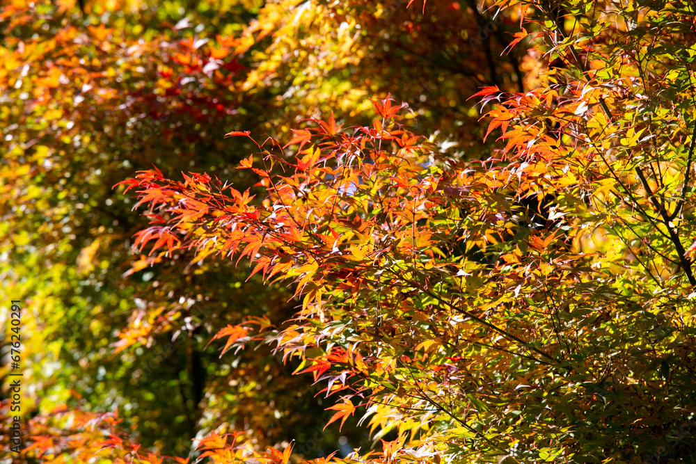 Details of the leaves of a Japanese maple during autumn with the characteristic red, yellow and brown colors of that time. Details of the leaves of a Japanese maple during autumn with the characteristic red, yellow and brown colors of that time.