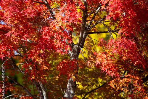 Details of the leaves of a Japanese maple during autumn with the characteristic red, yellow and brown colors of that time.