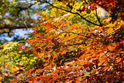 Details of the leaves of a Japanese maple during autumn with the characteristic red, yellow and brown colors of that time.