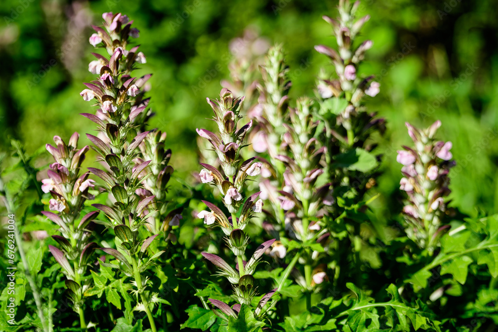 Many small white flowers of Acanthus mollis plant, commonly known as bear's breeches, sea dock, bearsfoot or oyster plant in s sunny summer  garden.