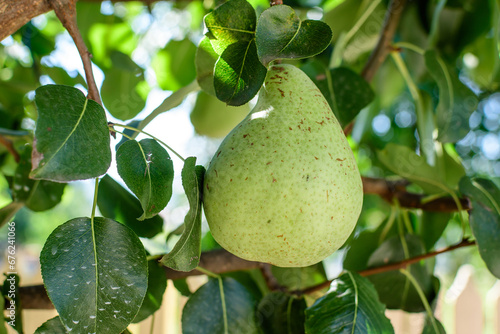 One small raw green pear with green leaves in a tree in direct sunlight in an orchard garden in a sunny summer day, beautiful outdoor floral background photographed with selective focus.