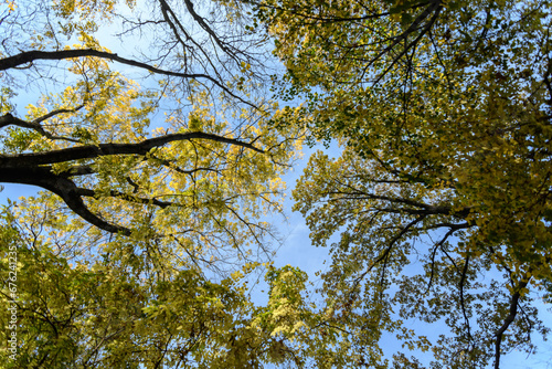 Different trees with green, yellow, orange and brown leaves towards clear blue sky in a garden during a sunny autumn day.