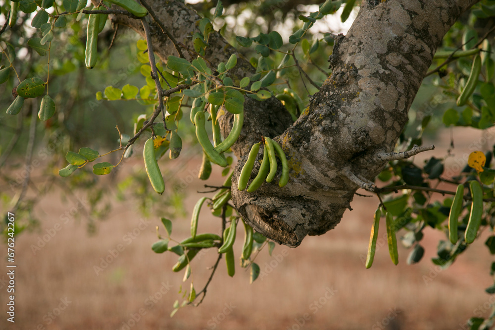 Carob trees and their green fruits on the island of Ibiza during the summer.