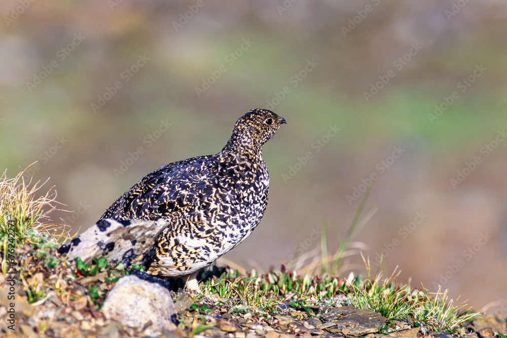 Beautiful White-tailed ptarmigan in the highlands