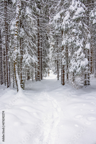 Footprints in the snow in a wintry forest