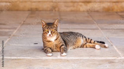Stray tabby kitty. Yellow eye shorthaired multicolored cat breed is sitting on Greek pavement.