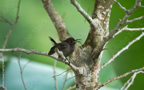 Seychelles sunbird, colibri, Humming bird on Indian laurel tree branch, green background, Mahe Seychelles 2