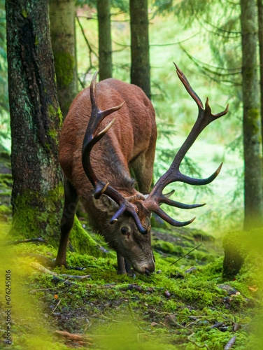 Hirsch im Wald photo