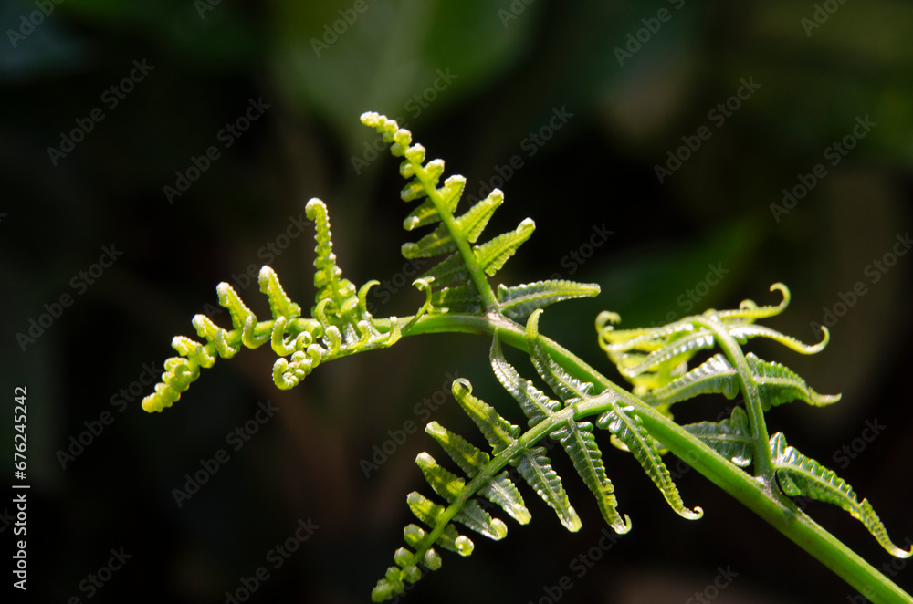 Wonderful shape of new leaf of fern in light Wonderful shape of new leaf of fern in light
