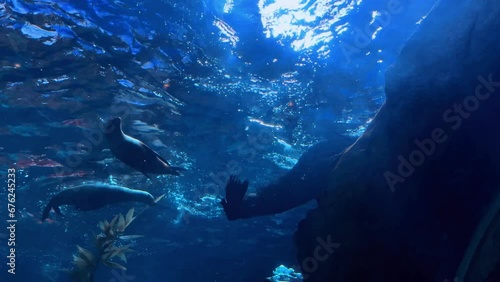 Wallpaper Mural fish in aquarium Torontodigital.ca