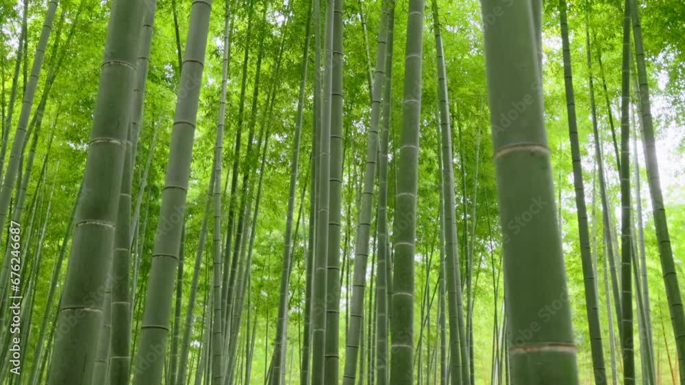 瑞々しい新緑の竹林 瑞々しい新緑の竹林