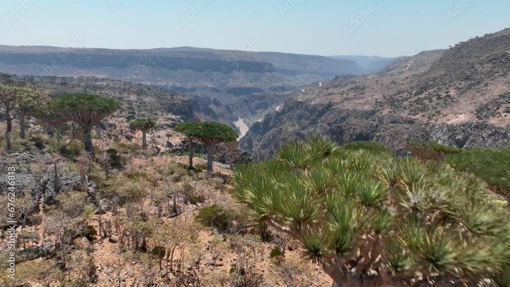 Dragon Trees Over Canyons Revealed Diksam Plateau In Socotra Island, Yemen. Aerial Drone Shot Dragon Trees Over Canyons Revealed Diksam Plateau In Socotra Island, Yemen. Aerial Drone Shot