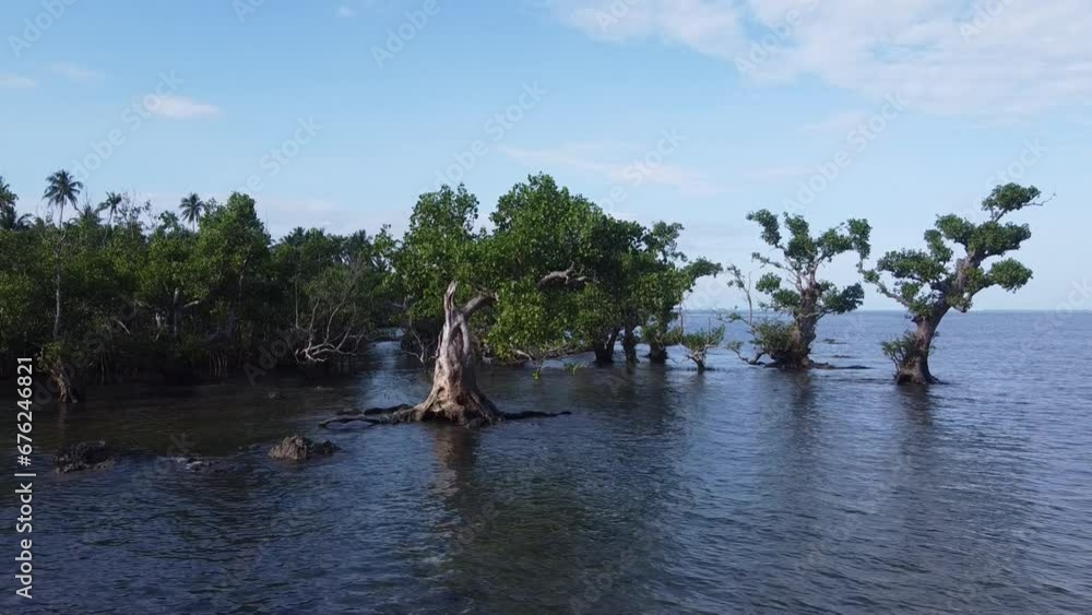 coastal mangrove tree forest on sea shore flooded with saltwater on high tide coastal mangrove tree forest on sea shore flooded with saltwater on high tide