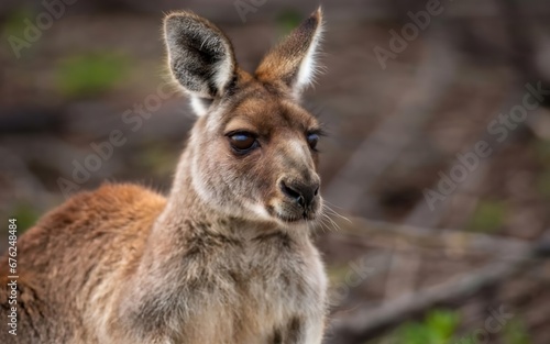 A curious kangaroo peeking out of its pouch  © Lifetime Design