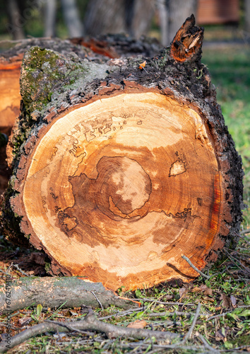 a pile of freshly cut trees