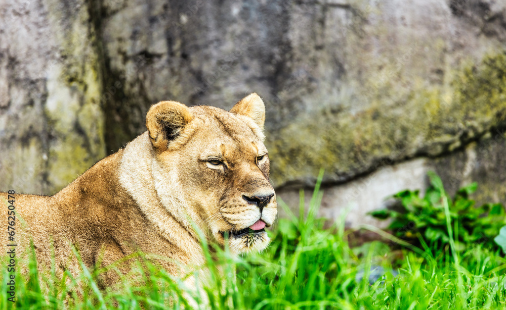 Fototapeta premium Close-up portrait of a lion. Female lion in the grass of the African savannah. Big eyes watchfully look at mother