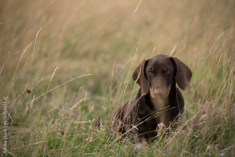 Adorable dachshund puppy playing in the grass Adorable dachshund puppy playing in the grass