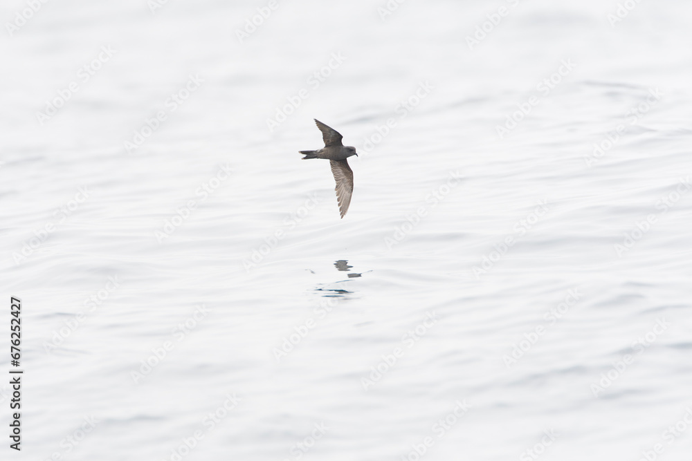 Ashy Storm Petrel, Oceanodroma homochroa Ashy Storm Petrel, Oceanodroma homochroa