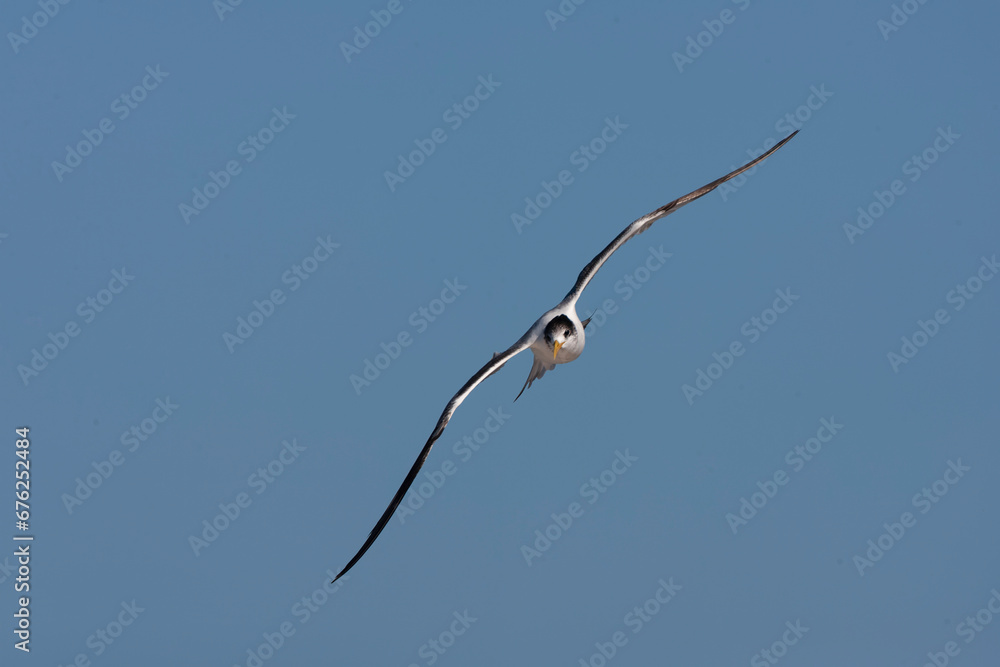 Greater Crested Tern, Thalasseus bergii Greater Crested Tern, Thalasseus bergii