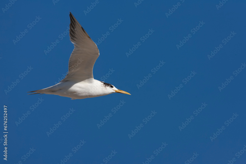 Greater Crested Tern, Thalasseus bergii Greater Crested Tern, Thalasseus bergii