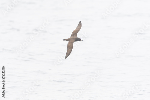 Flesh-footed Shearwater, Ardenna carneipes photo