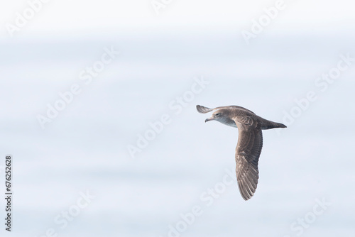 Pink-footed Shearwater, Ardenna creatopus © Marc