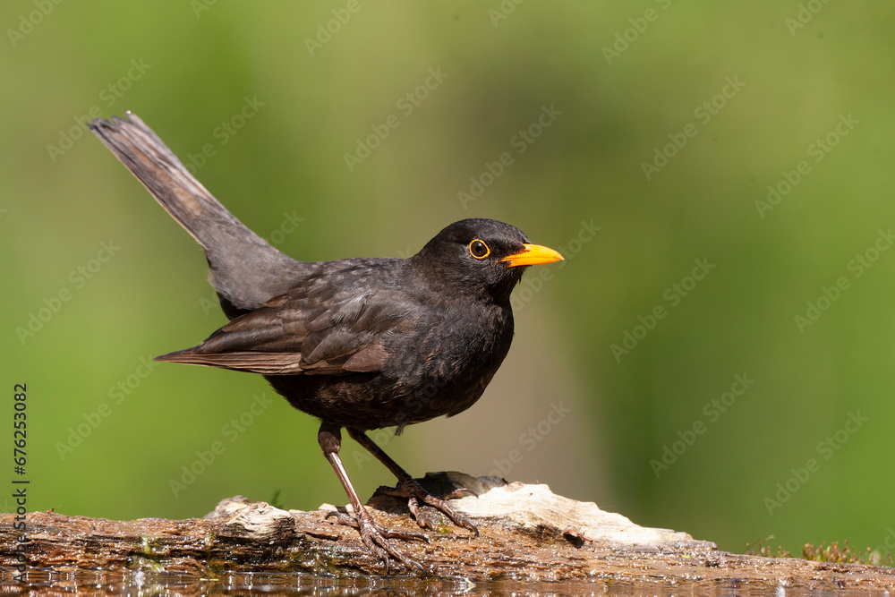 Eurasian Blackbird, Turdus merula Eurasian Blackbird, Turdus merula