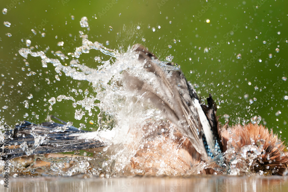 Obraz premium Eurasian Jay, Garrulus glandarius