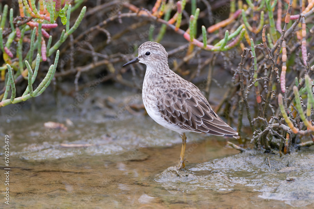 Least Sandpiper, Calidris minutilla Least Sandpiper, Calidris minutilla