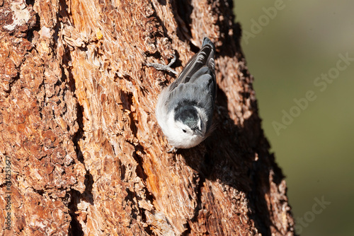 White-breasted Nuthatch, Sitta carolinensis