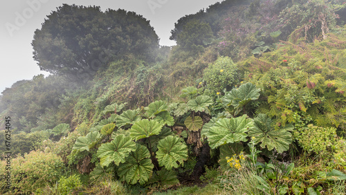 Gunnera manicata near Irazu volcano, Costa Rica photo